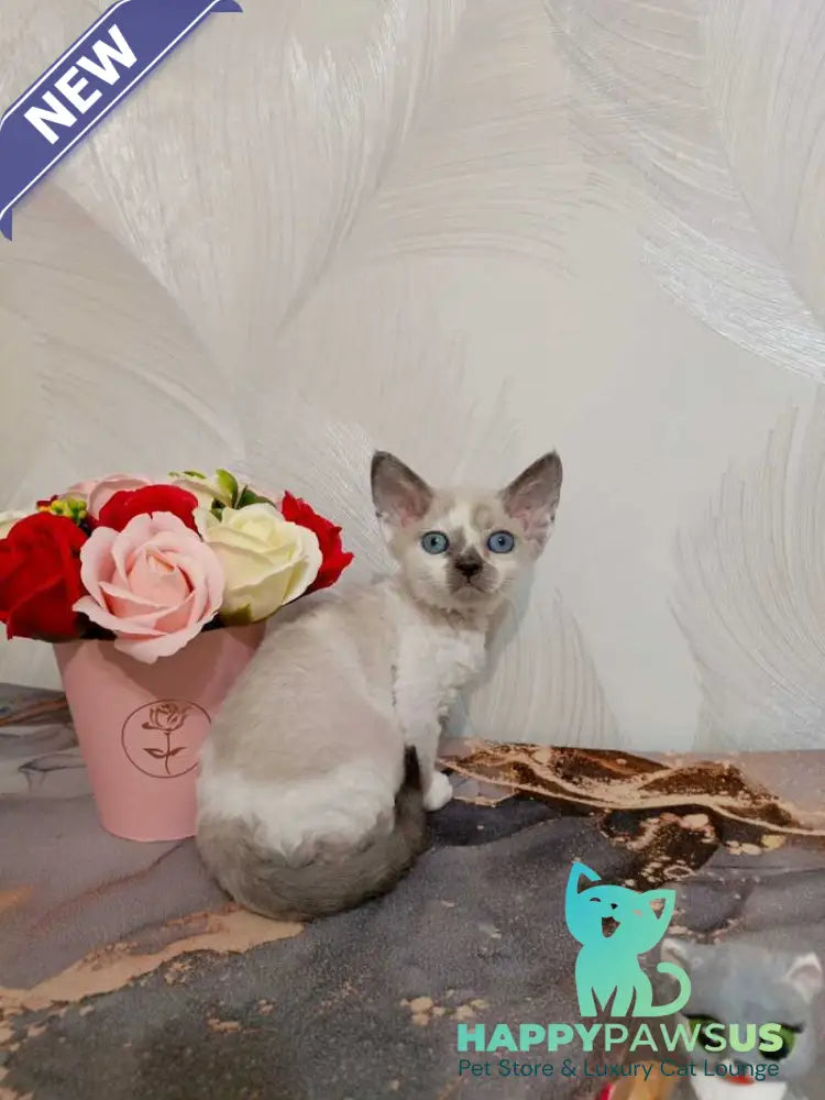 Mercedes Devon Rex female blue pointed bicolour - live animals