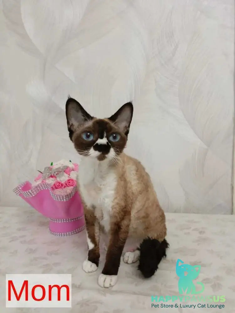 Mercedes Devon Rex female blue pointed bicolour - live animals