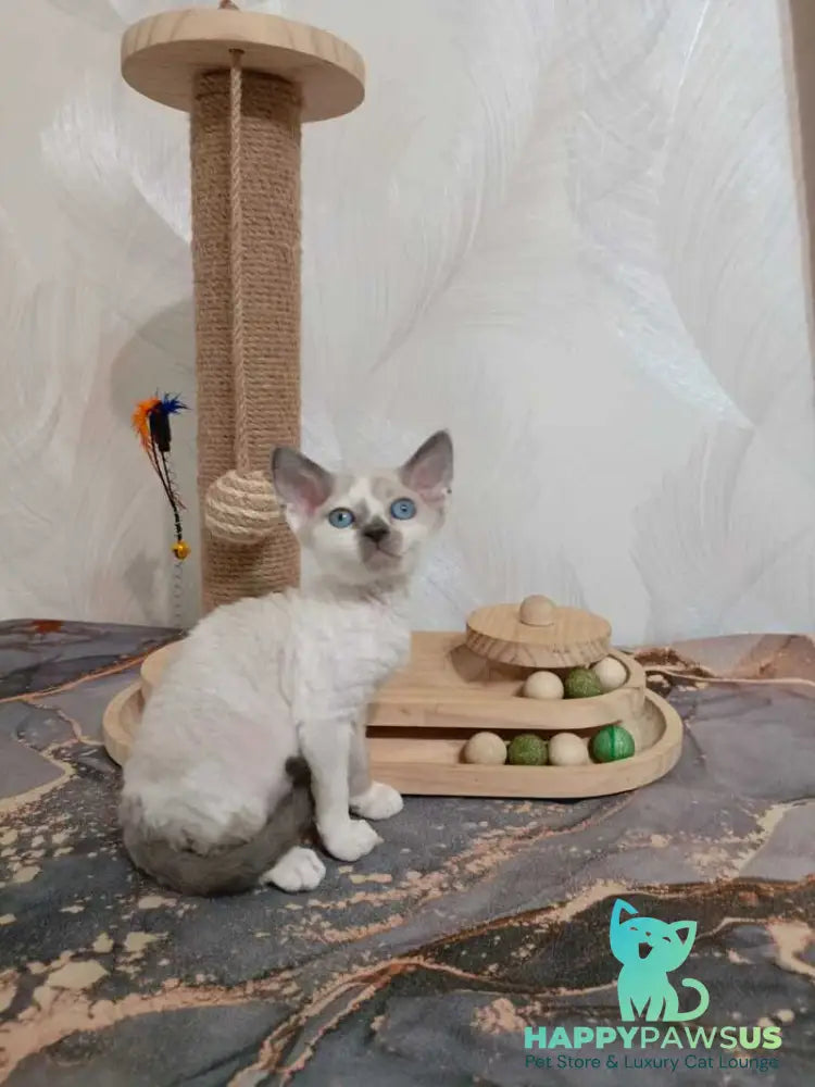 Mercedes Devon Rex female blue pointed bicolour - live animals
