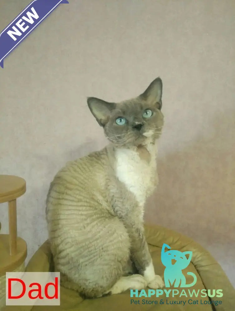 Mercedes Devon Rex female blue pointed bicolour - live animals