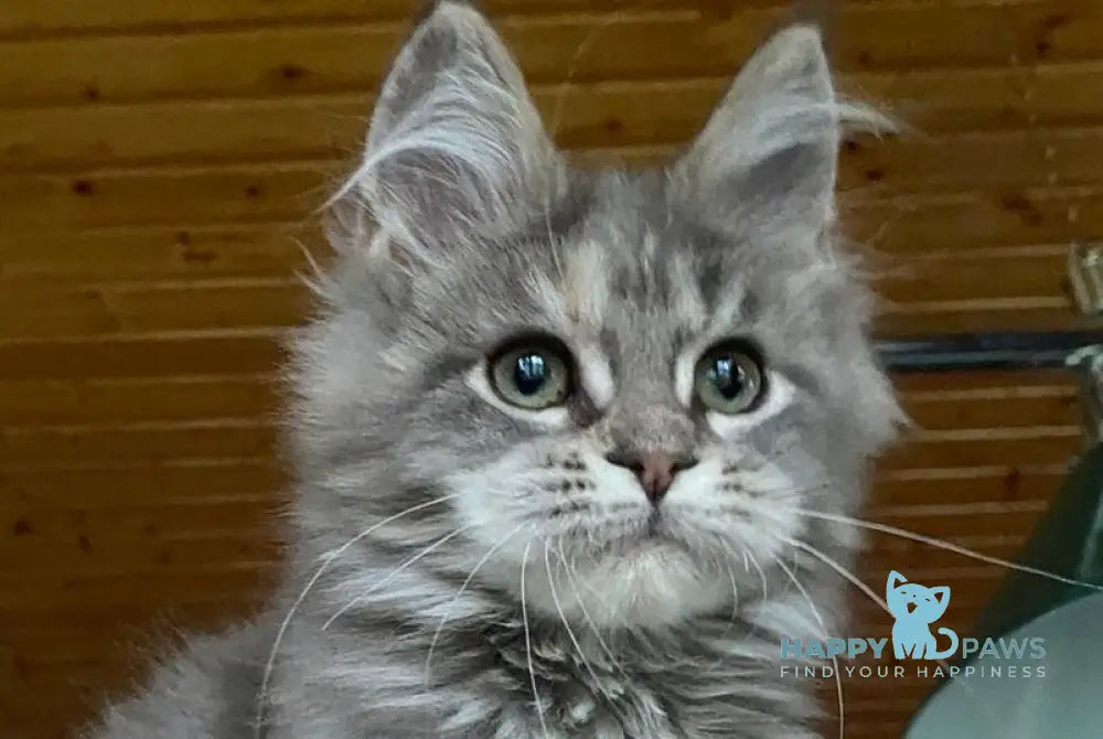 Mercedes Maine Coon female blue tortie live animals