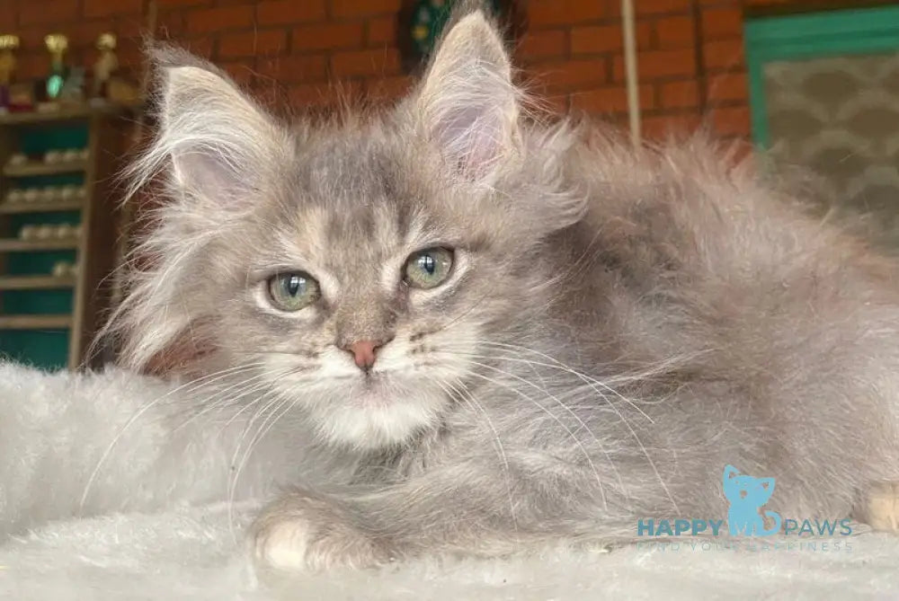 Mercedes Maine Coon female blue tortie live animals
