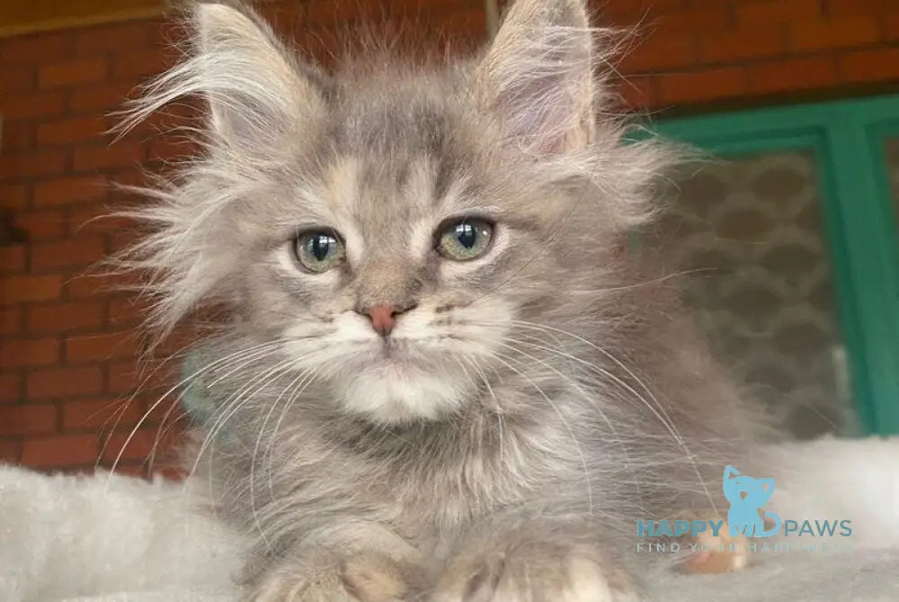 Mercedes Maine Coon female blue tortie live animals