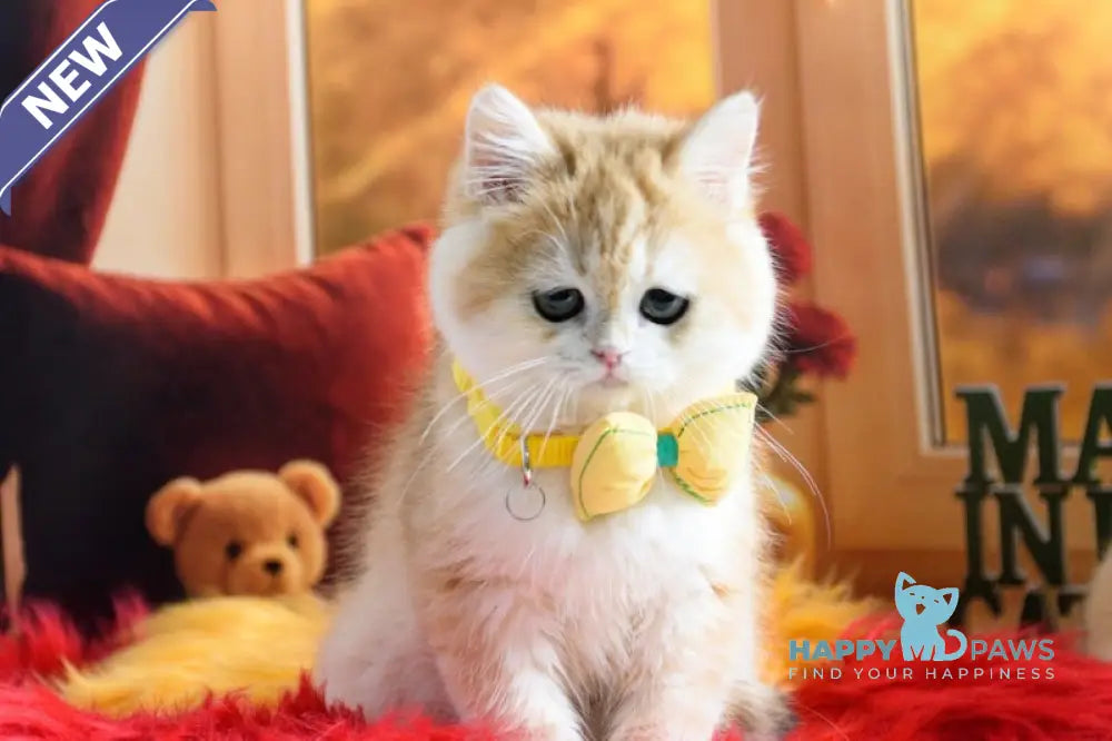 Merlin British Shorthair male black golden chinchilla live animals