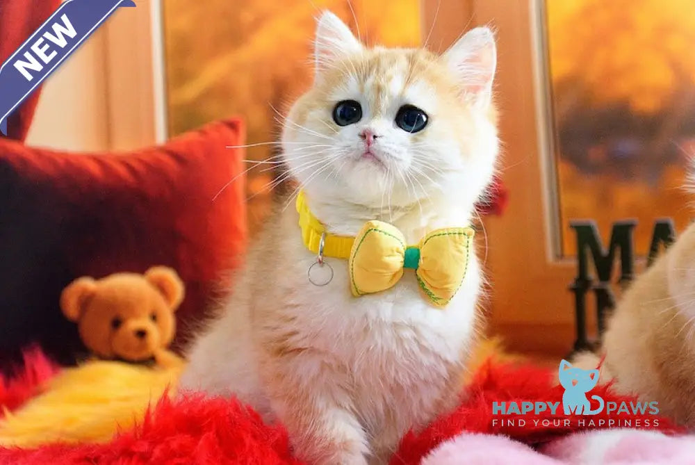 Merlin British Shorthair male black golden chinchilla live animals