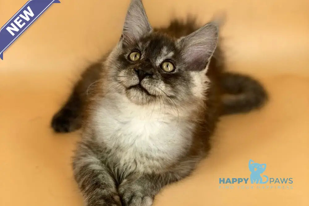 Mers Maine Coon male black silver live animals