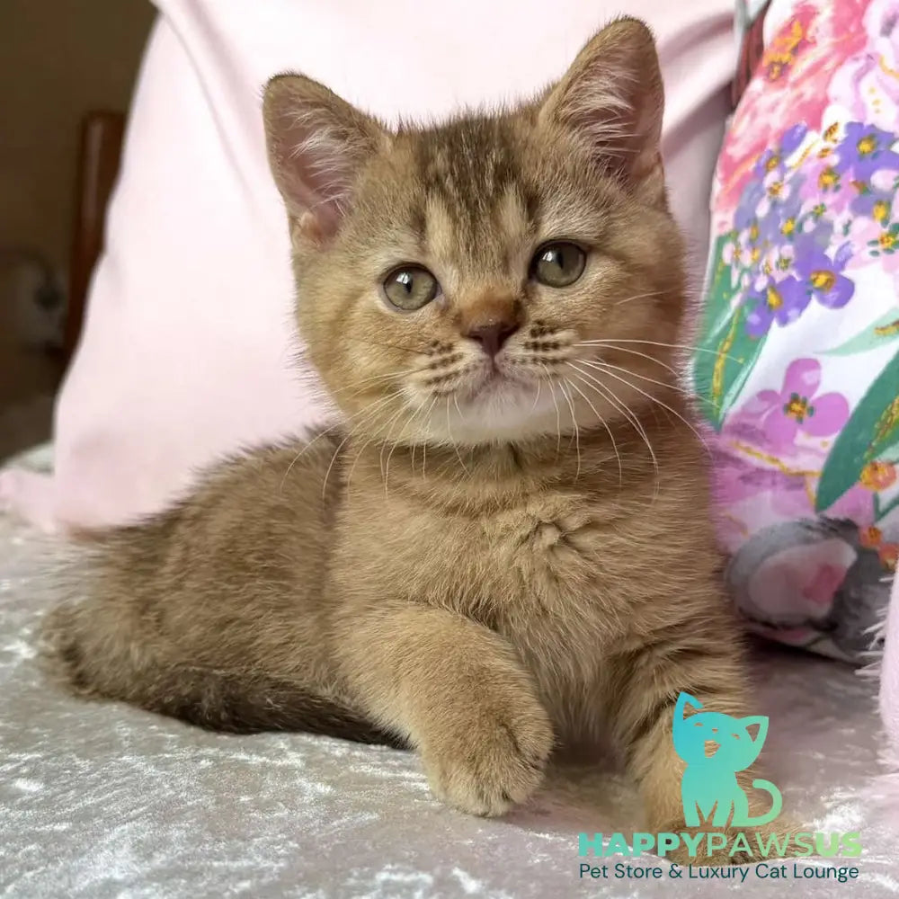 Mete British Shorthair male cinnamon ticked tabby - live animals
