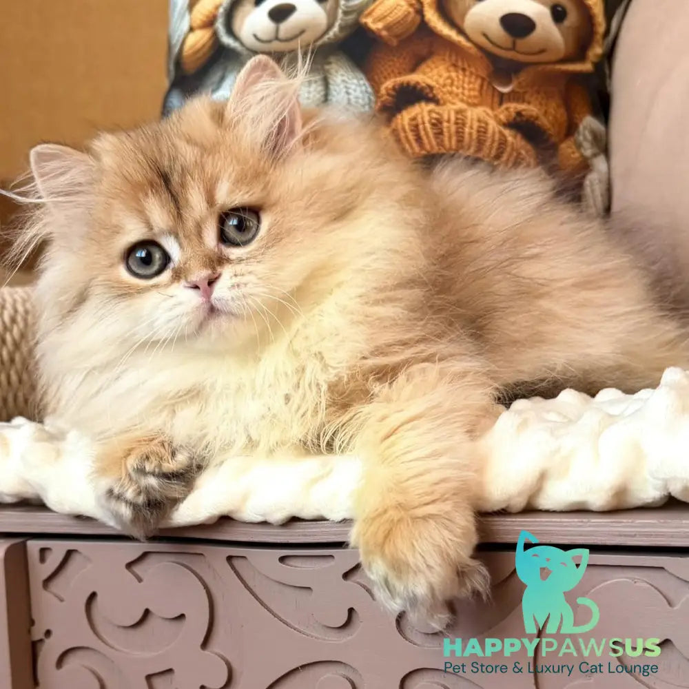 Meteo British Longhair male black golden shaded - live animals
