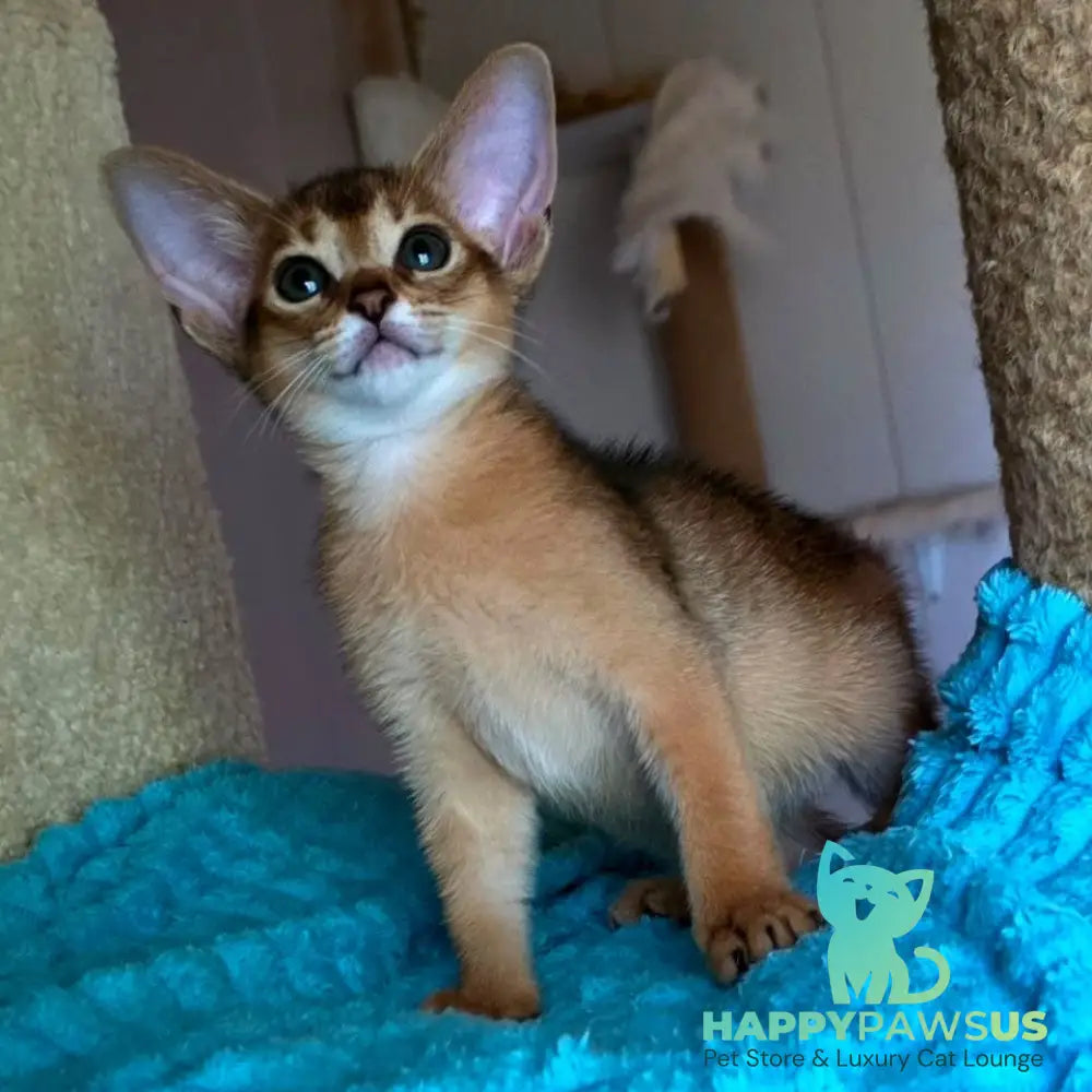 Mia Abyssinian female ruddy - live animals
