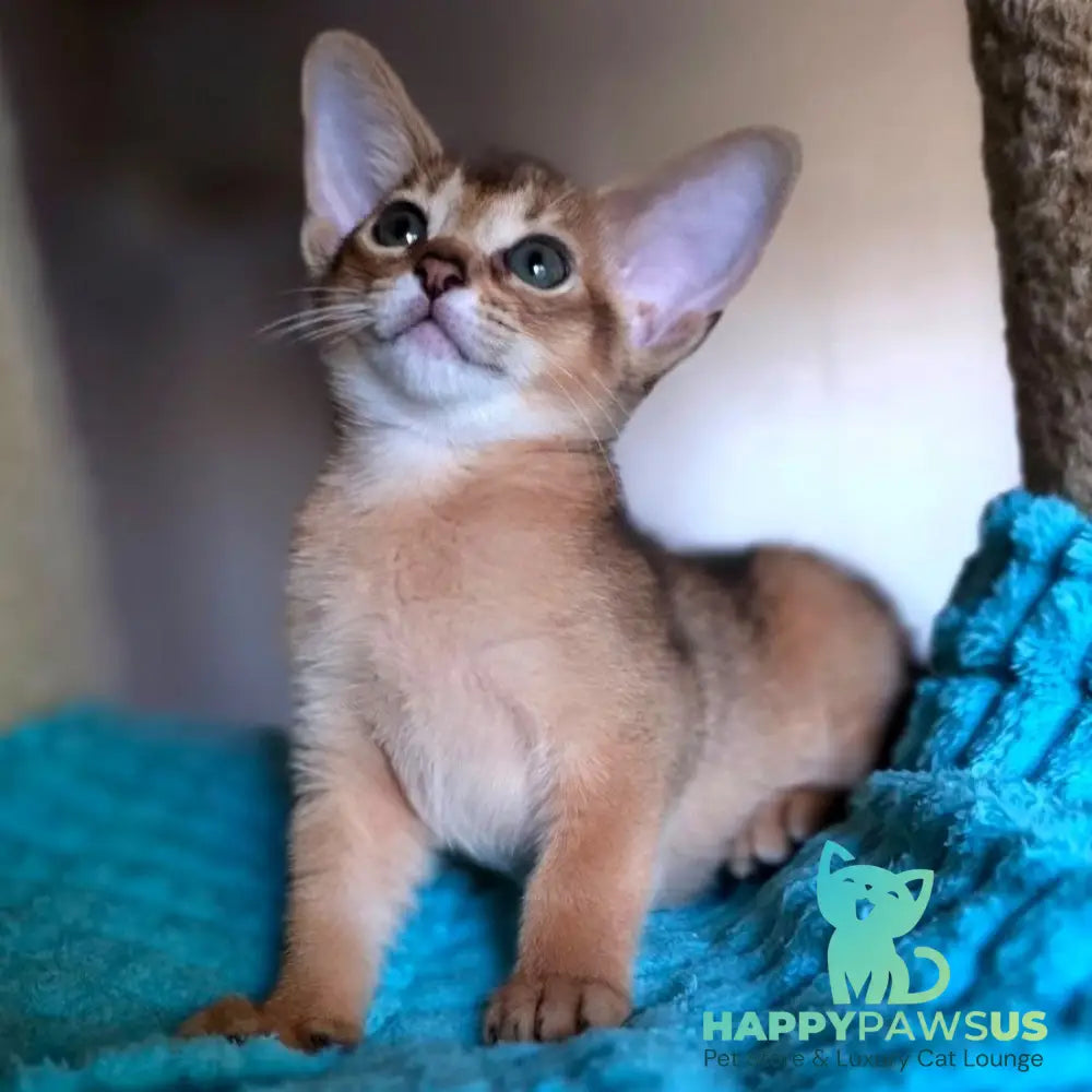 Mia Abyssinian female ruddy - live animals