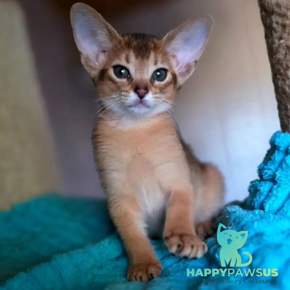 Mia Abyssinian female ruddy - live animals