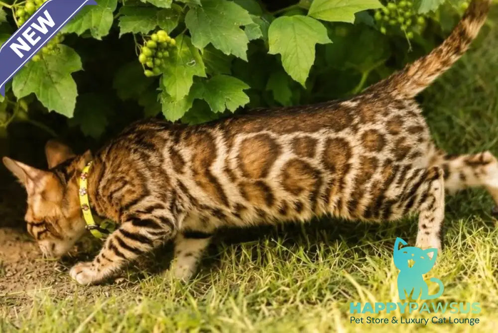 Mia Bengal female black spotted tabby - live animals