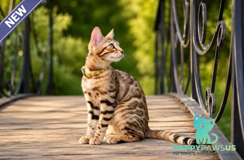 Mia Bengal female black spotted tabby - live animals
