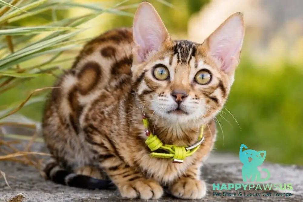 Mia Bengal female black spotted tabby - live animals