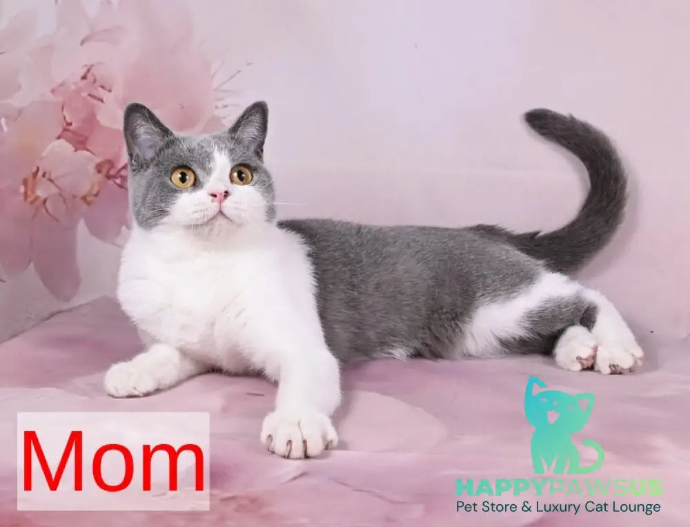 Mia British Shorthair female black bicolour - live animals
