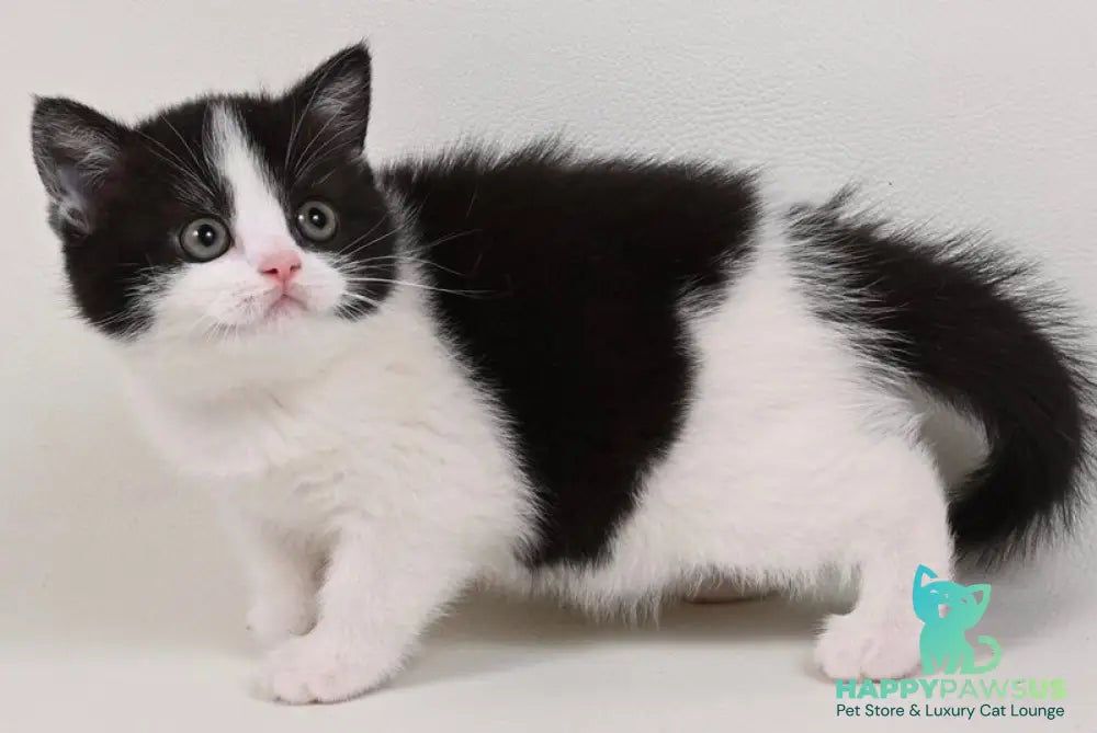 Mia British Shorthair female black bicolour - live animals