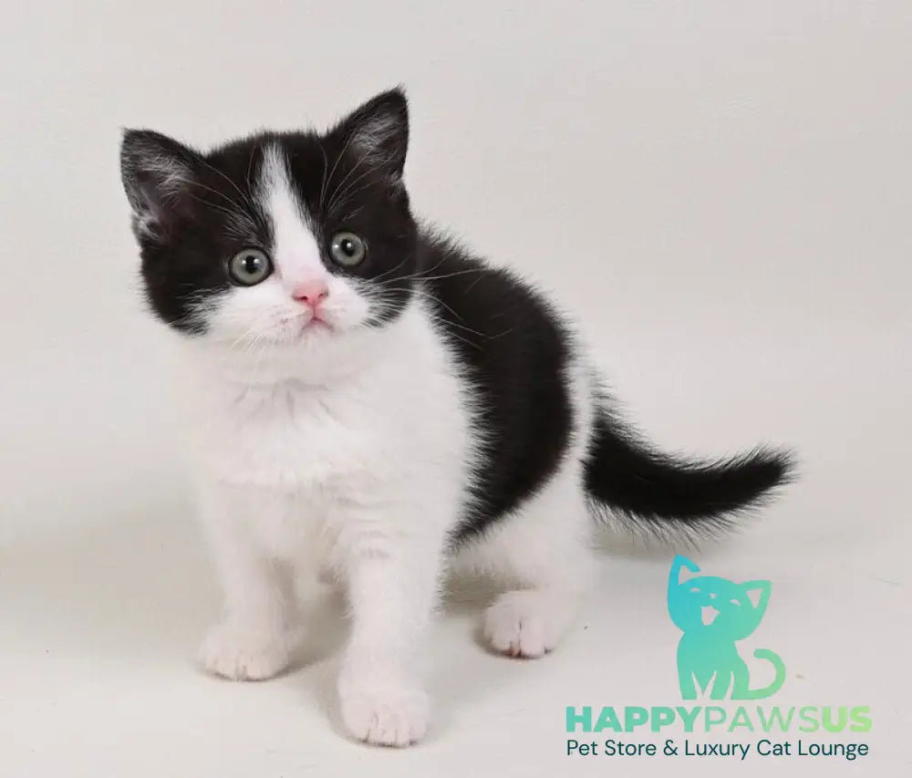 Mia British Shorthair female black bicolour - live animals