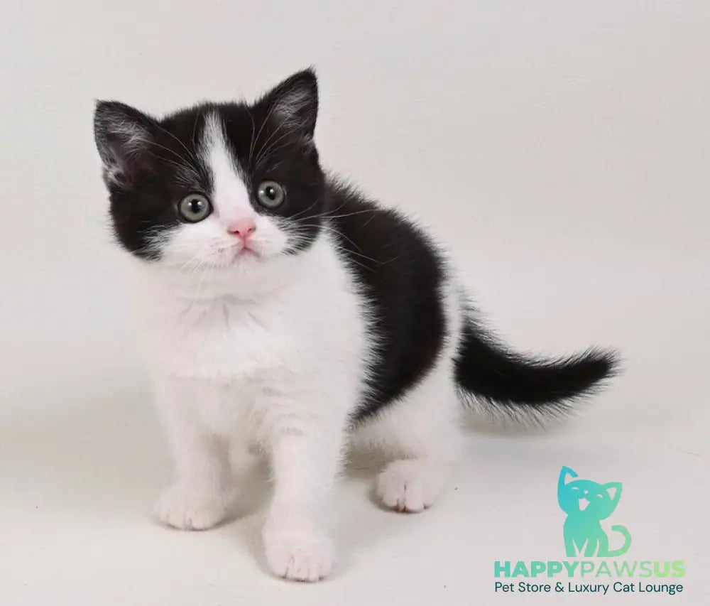 Mia British Shorthair female black bicolour - live animals