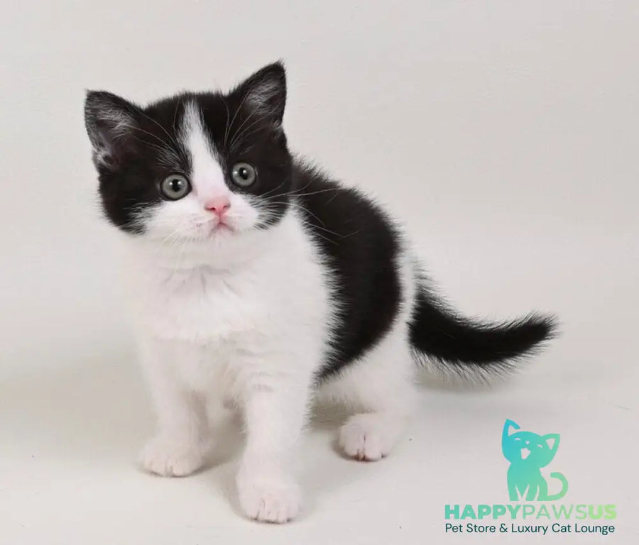 Mia British Shorthair female black bicolour - live animals
