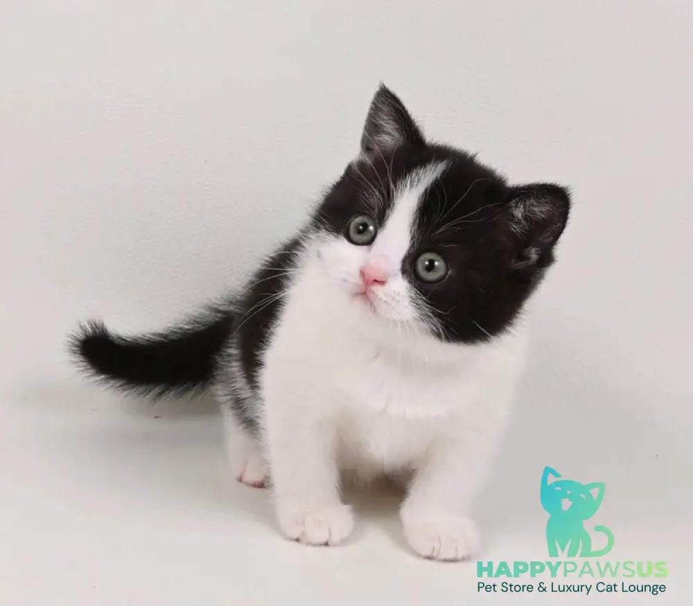 Mia British Shorthair female black bicolour - live animals