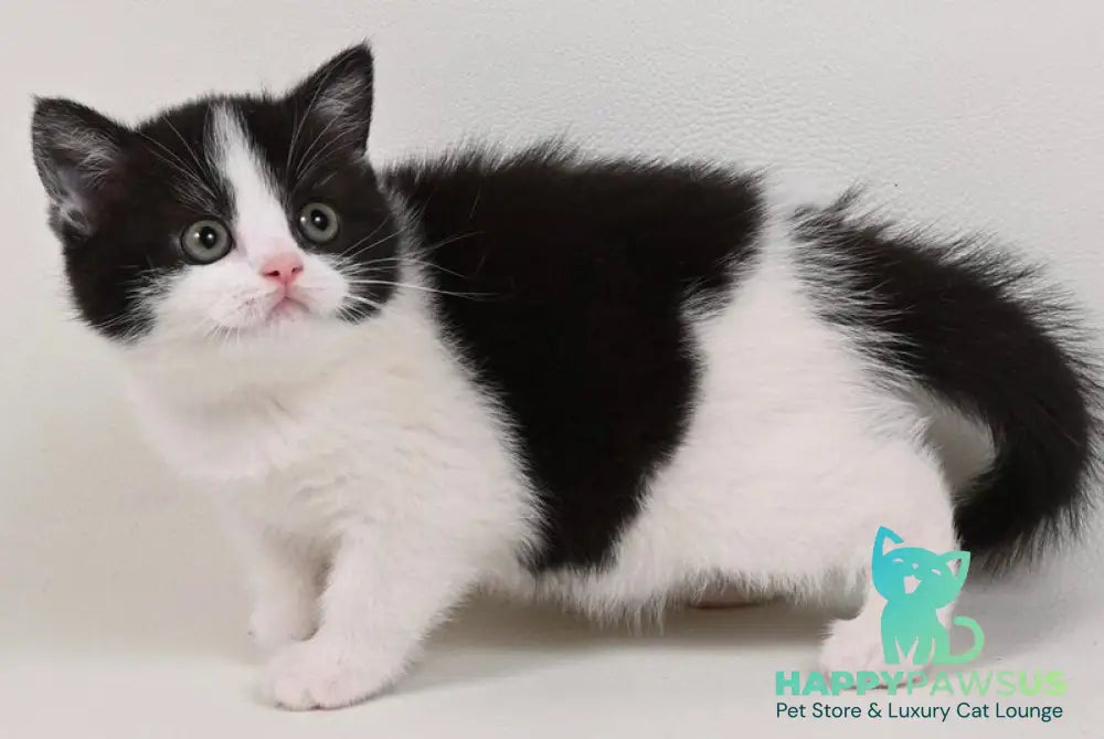 Mia British Shorthair female black bicolour - live animals