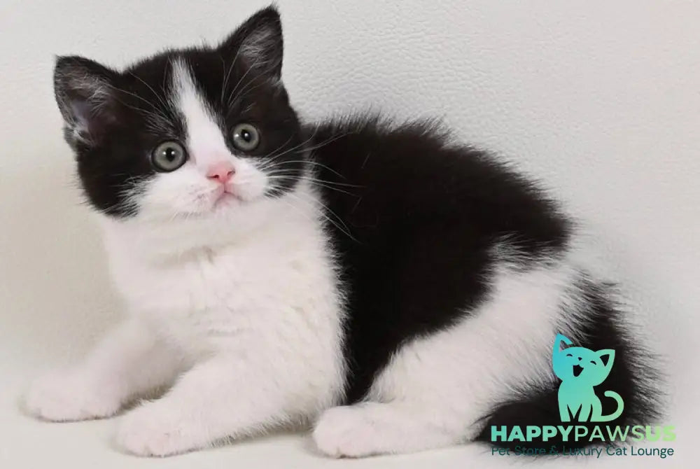 Mia British Shorthair female black bicolour - live animals