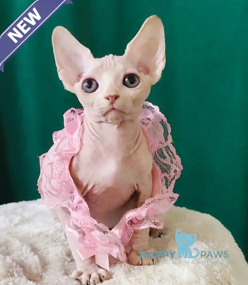 Mia Canadian Sphynx female white