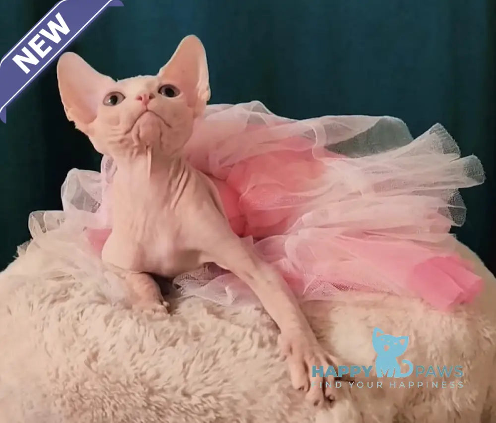 Mia Canadian Sphynx female white