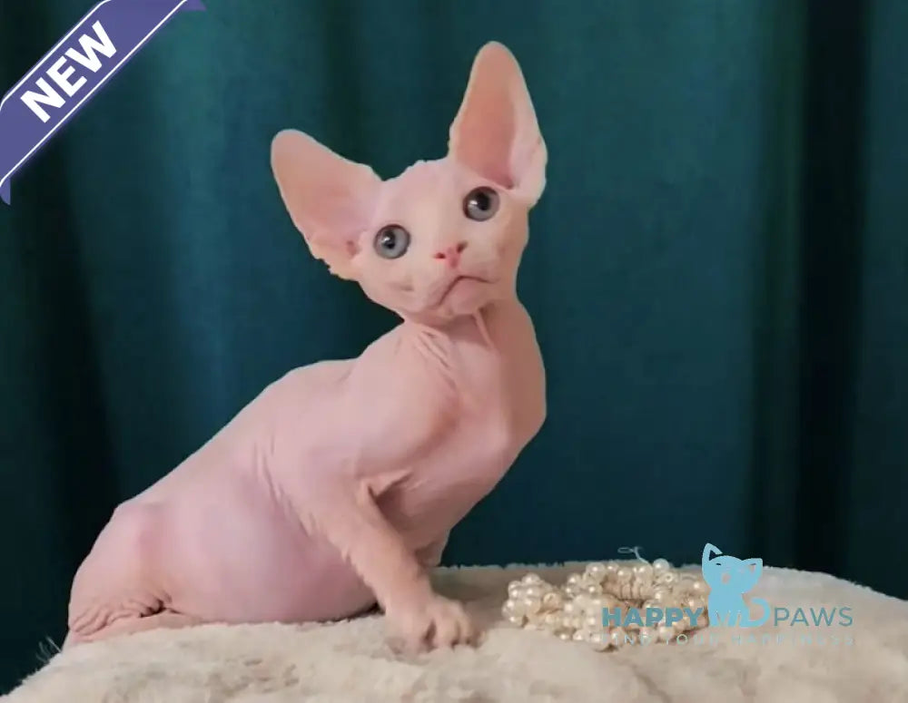 Mia Canadian Sphynx female white