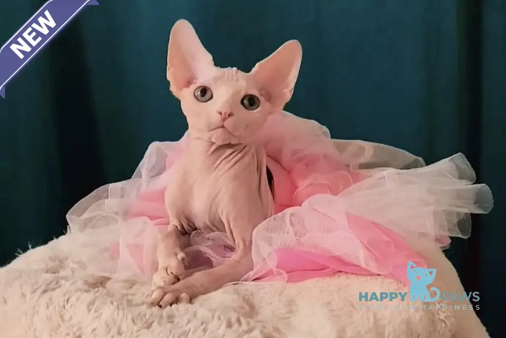 Mia Canadian Sphynx female white
