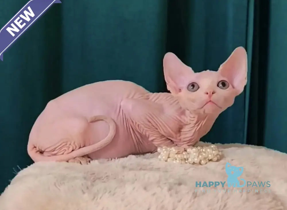 Mia Canadian Sphynx female white