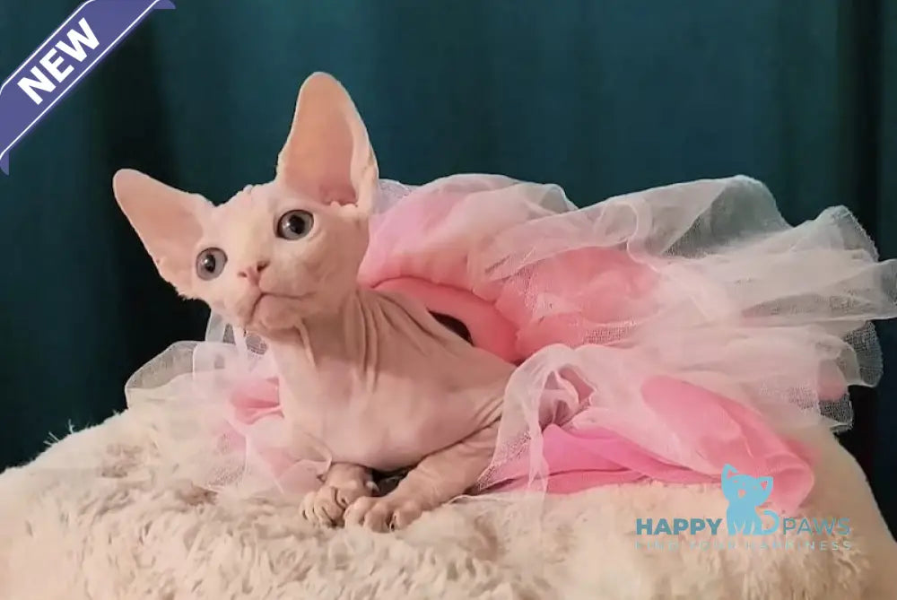 Mia Canadian Sphynx female white