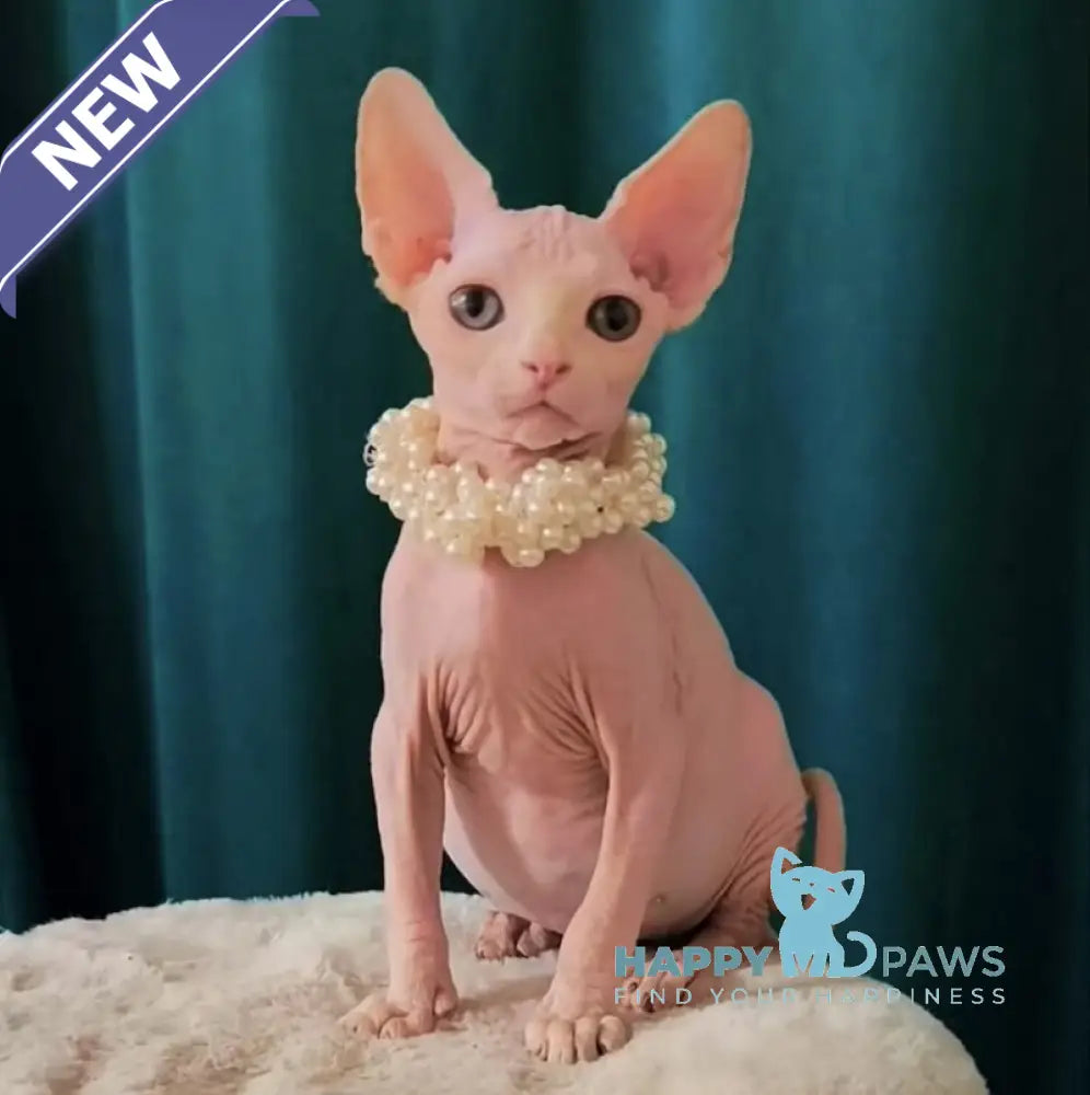 Mia Canadian Sphynx female white