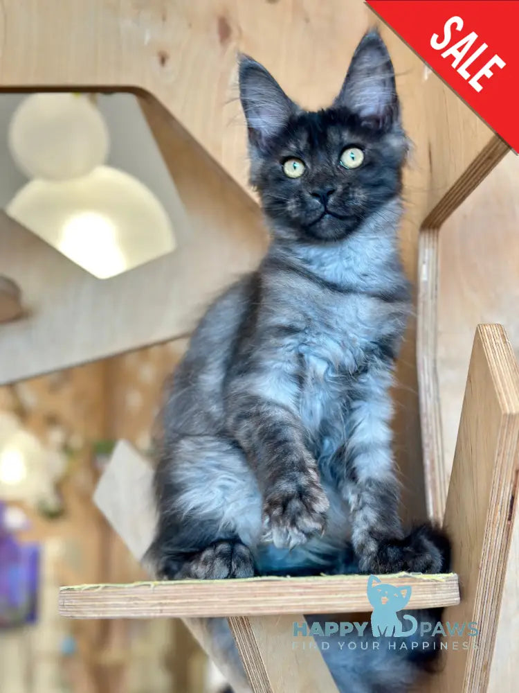 Mia Maine Coon female black silver tabby - live animals