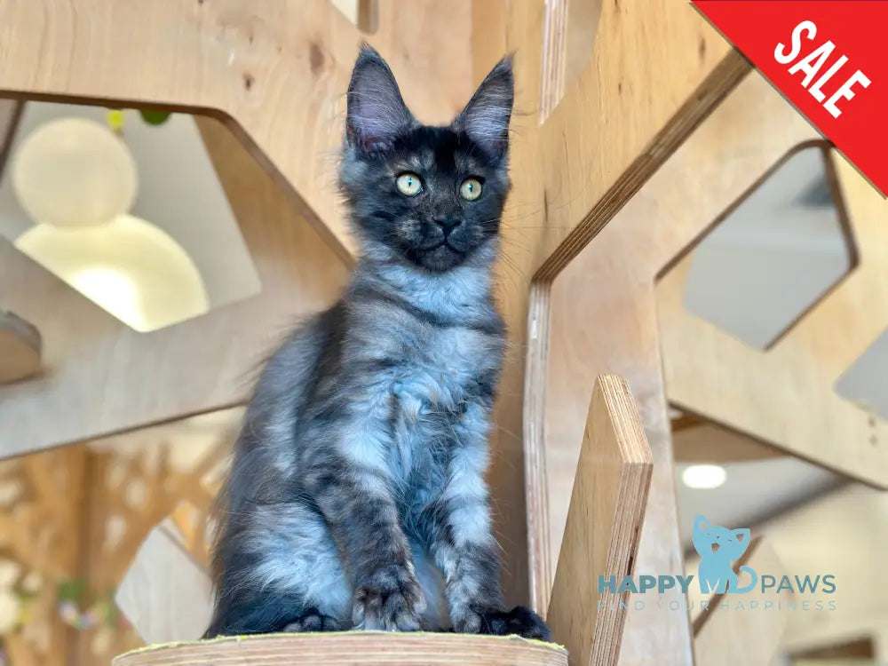 Mia Maine Coon female black silver tabby - live animals