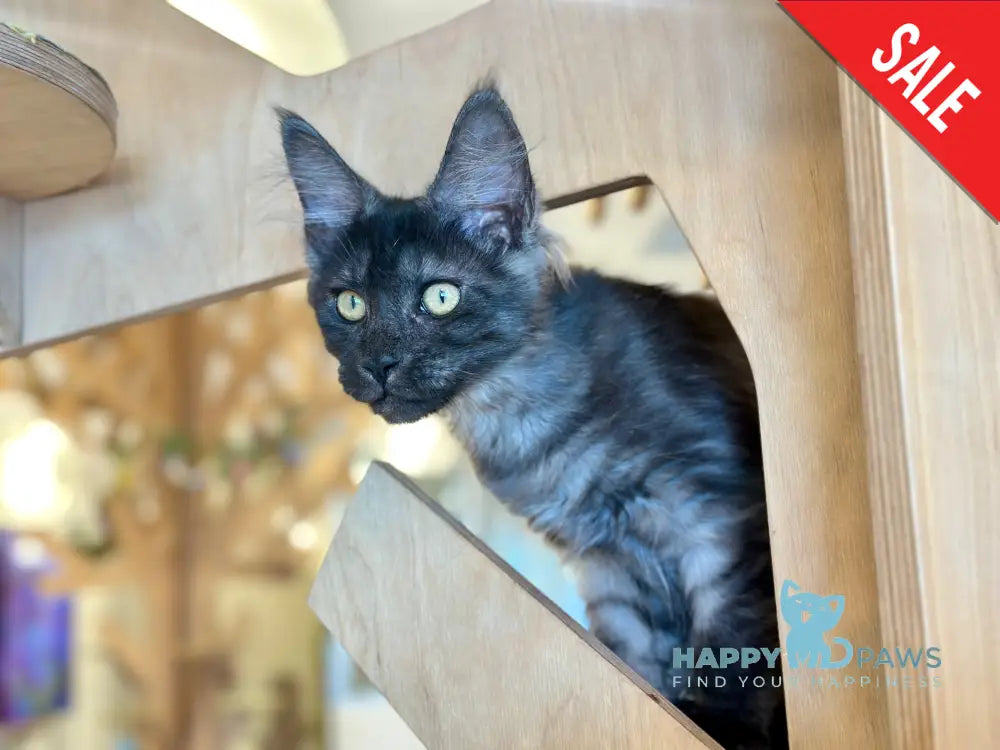 Mia Maine Coon female black silver tabby - live animals