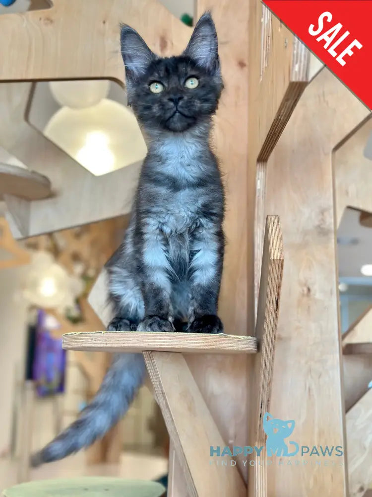 Mia Maine Coon female black silver tabby - live animals
