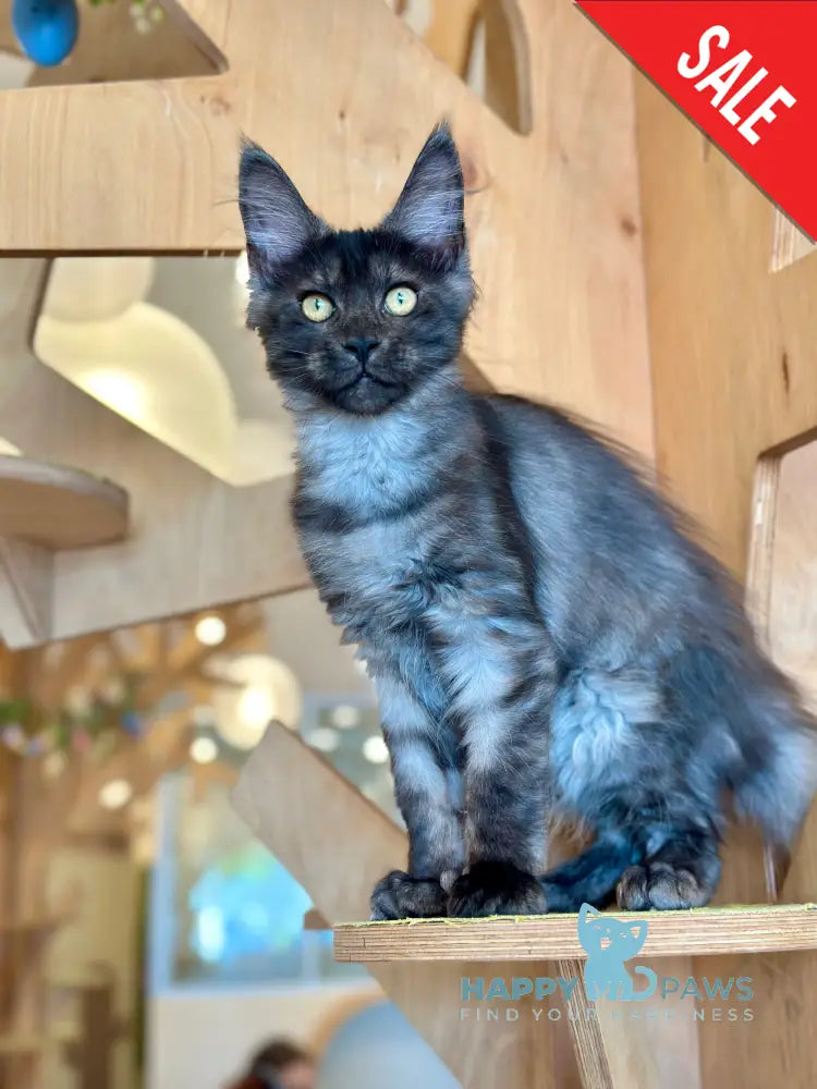 Mia Maine Coon female black silver tabby - live animals