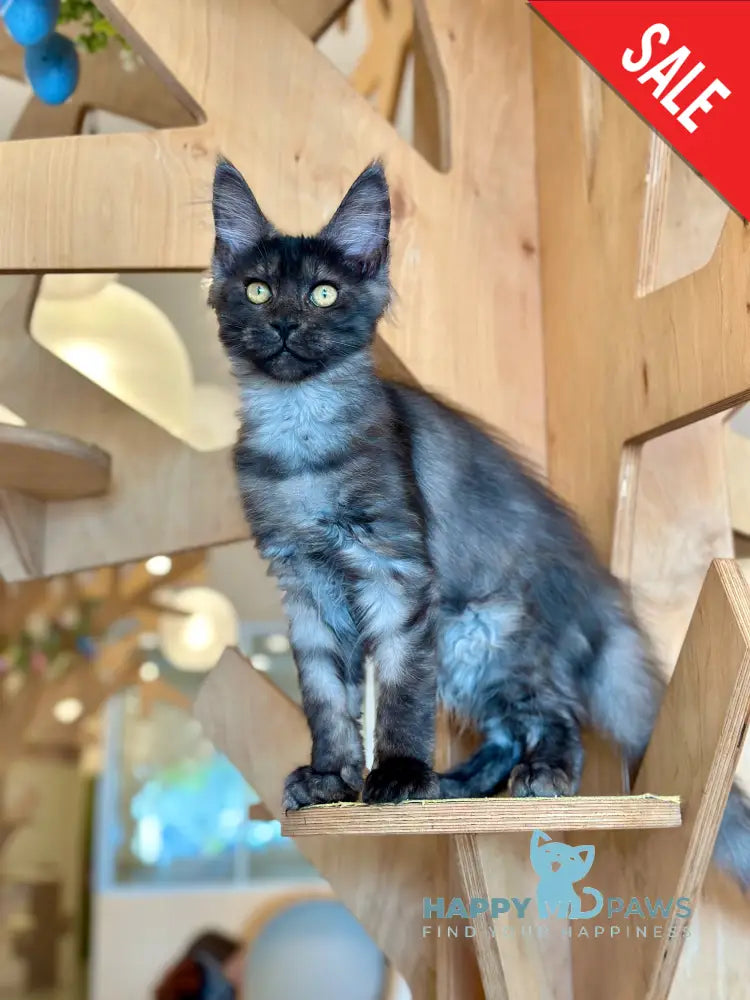 Mia Maine Coon female black silver tabby - live animals
