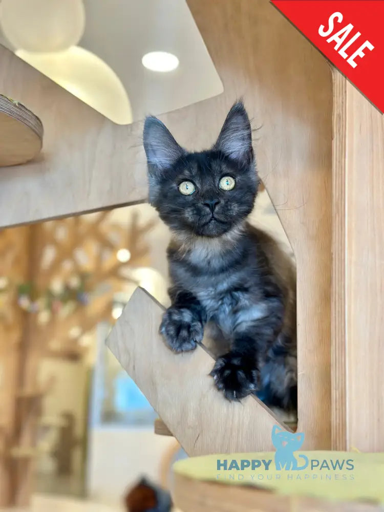 Mia Maine Coon female black silver tabby - live animals