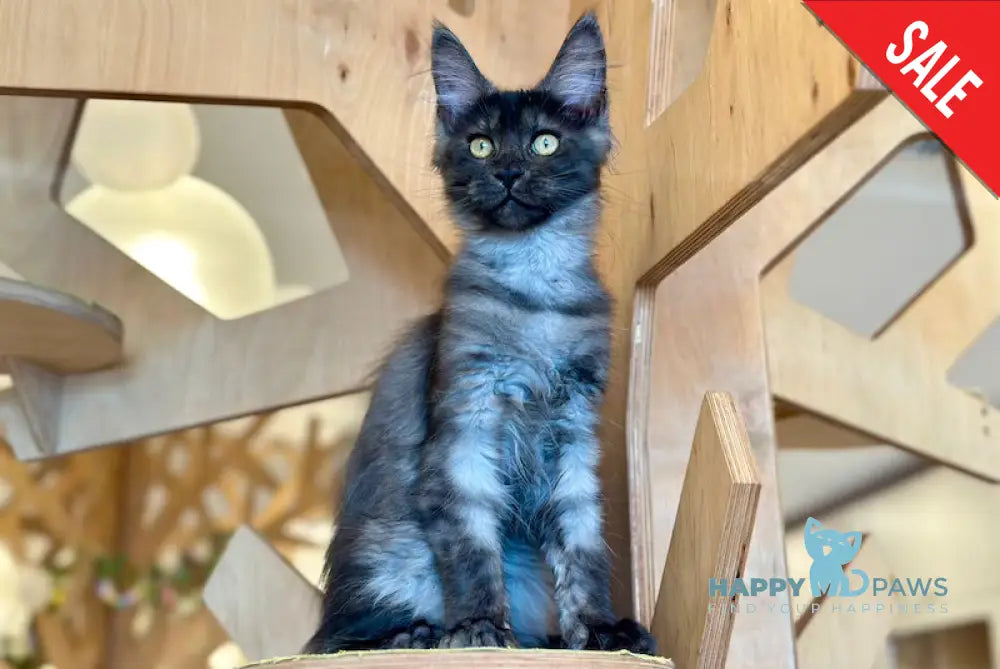 Mia Maine Coon female black silver tabby - live animals