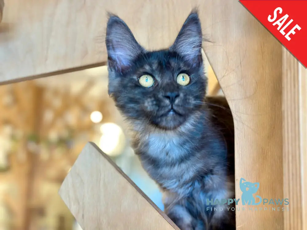Mia Maine Coon female black silver tabby - live animals
