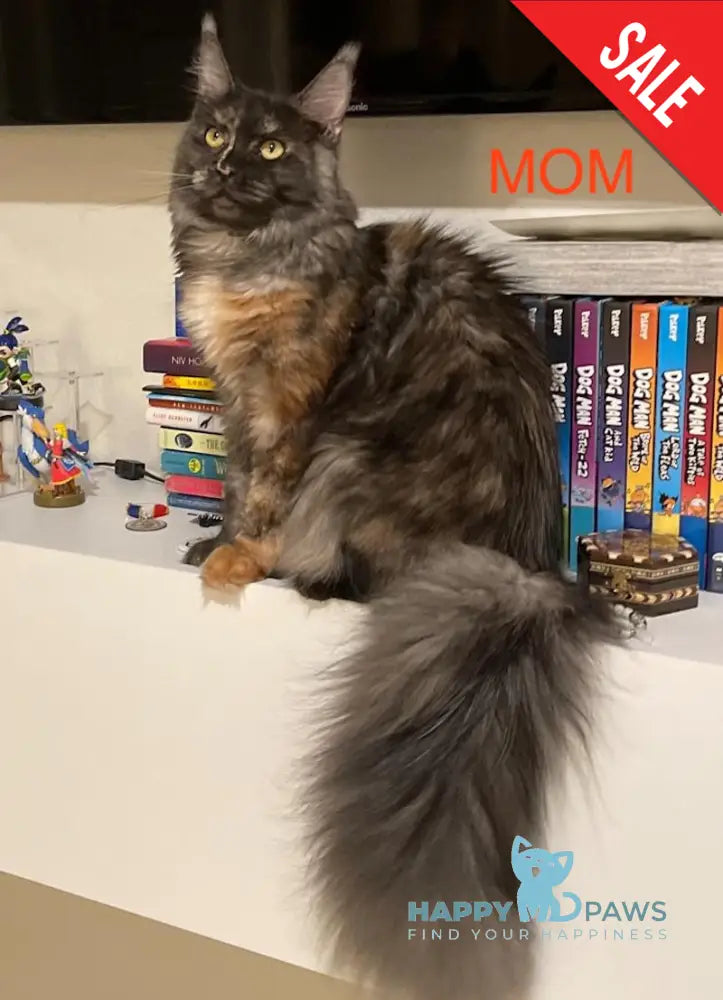 Mia Maine Coon female black silver tabby live animals