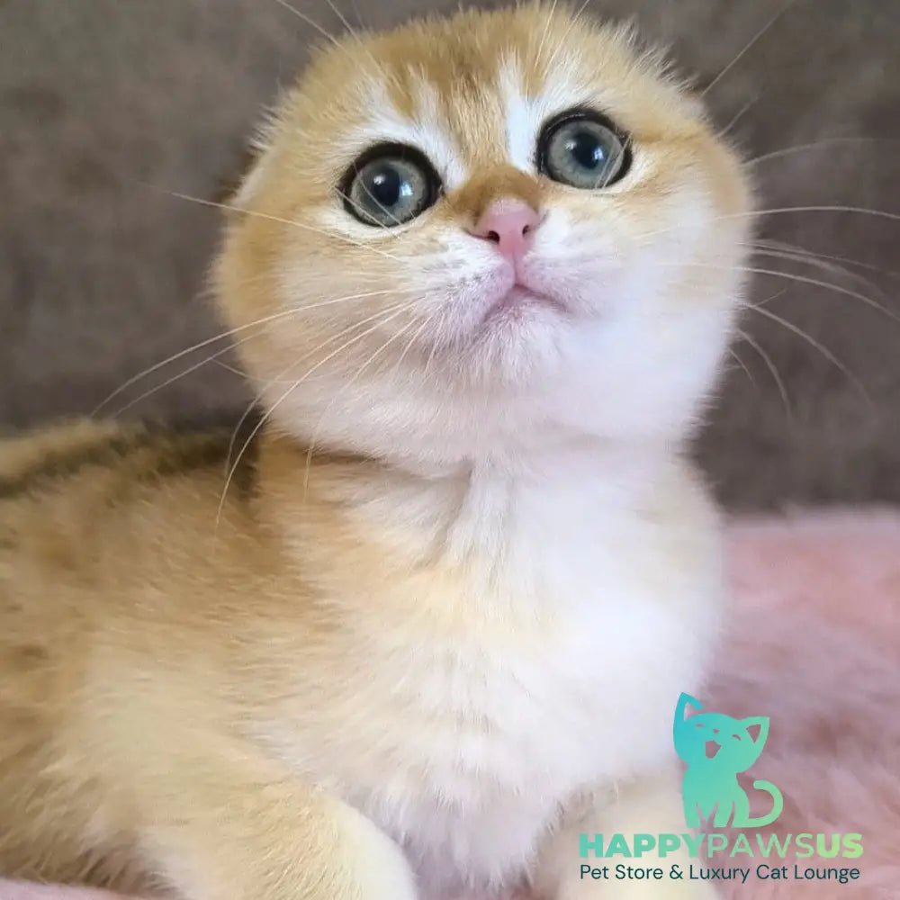 Mia Scottish Fold female black golden shaded - live animals
