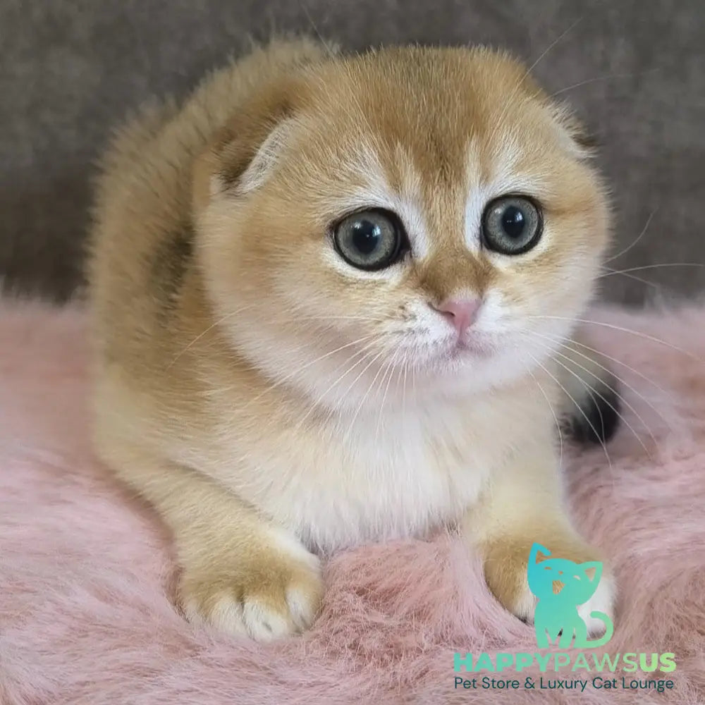 Mia Scottish Fold female black golden shaded - live animals