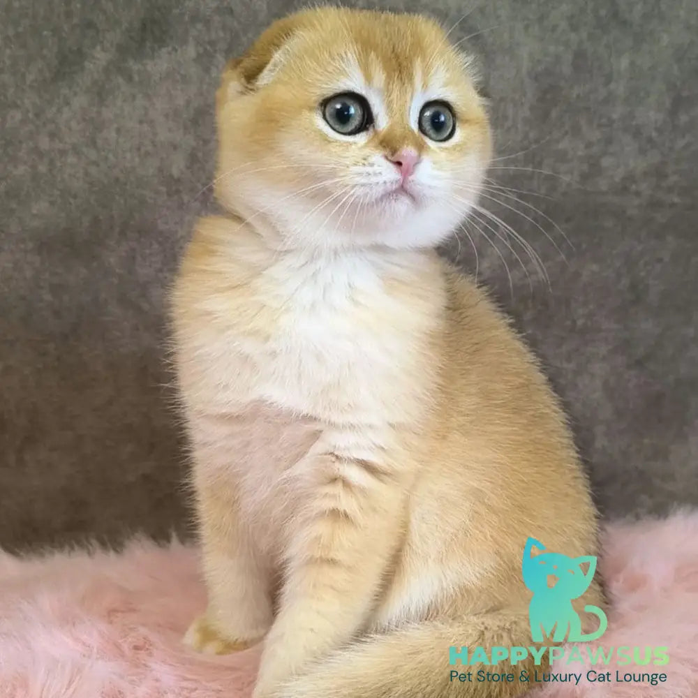 Mia Scottish Fold female black golden shaded - live animals