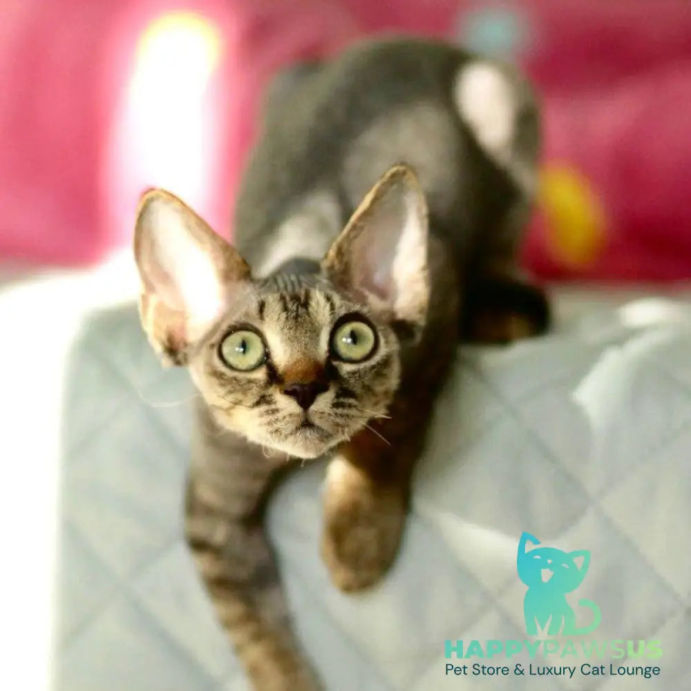 Michael Devon Rex male black spotted tabby - live animals