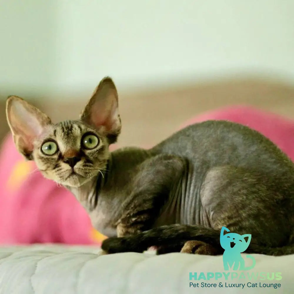 Michael Devon Rex male black spotted tabby - live animals
