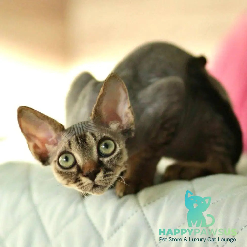 Michael Devon Rex male black spotted tabby - live animals