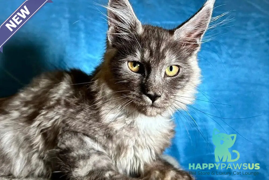 Michael Maine Coon male black silver - live animals